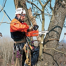 Ein Mann arbeitet mit der Motorsäge an einem Baum.